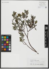 Foto von Salix hastata L.